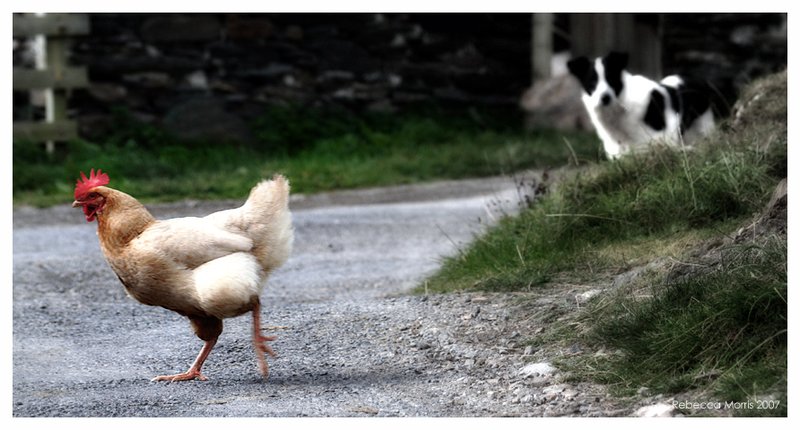 Italy - chicken road ufficiale
